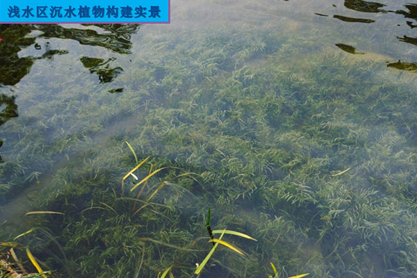 河流湖泊水草生态治理