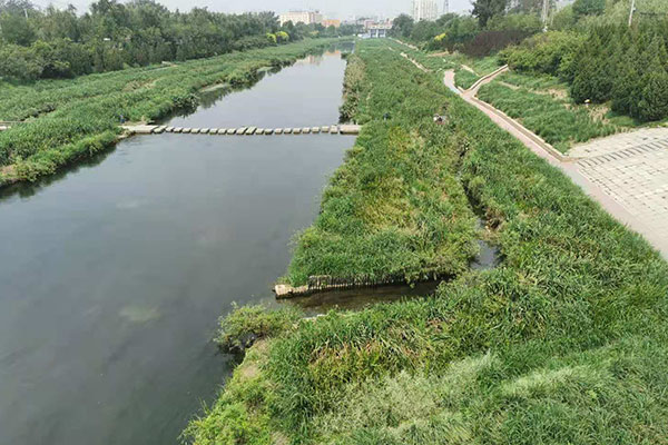 河流湖泊水草生态治理3